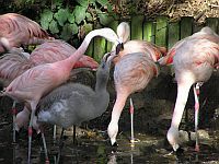 Flamingo's in Jersey Zoo